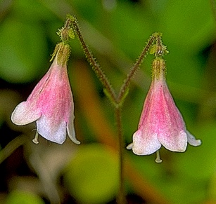  Healthiest Websites Zen Twinflower